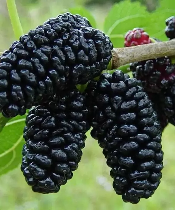 Шовковиця "Шеллі" (чорна)