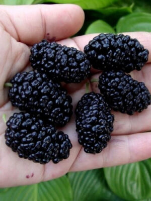 Шовковиця "Солодкий сон"