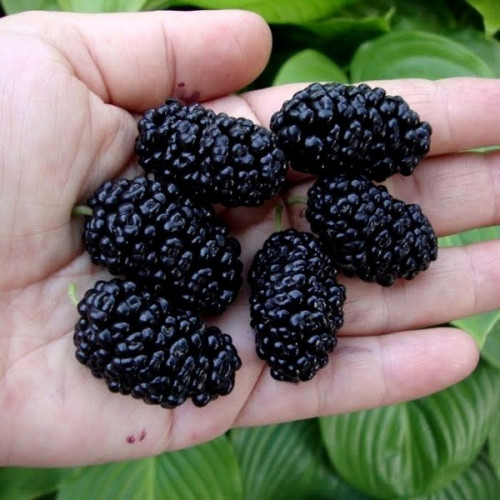 Шовковиця "Солодкий сон"