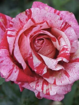 Штамбова троянда Авангард