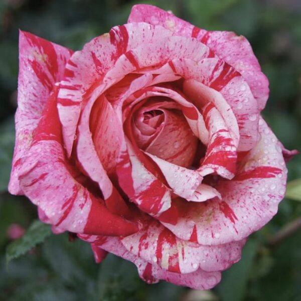 Штамбова троянда Авангард Штамбова троянда Авангард