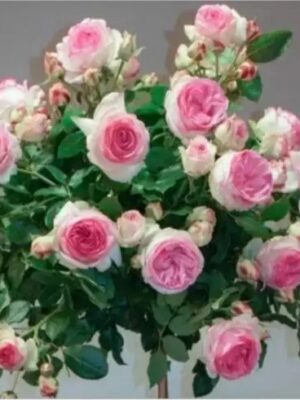 Штамбова троянда "Еден Роуз"