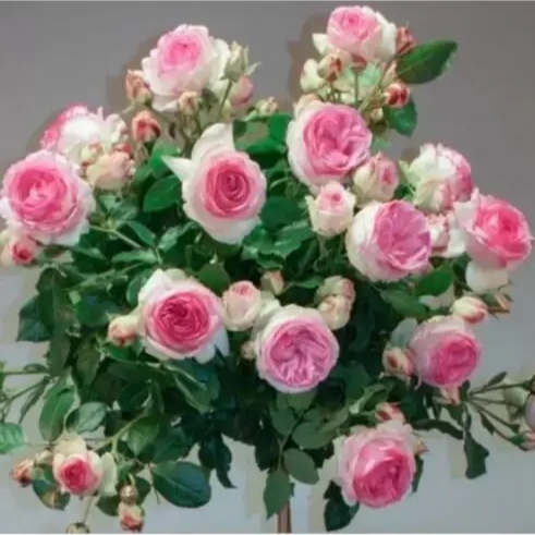 Штамбова троянда "Еден Роуз"