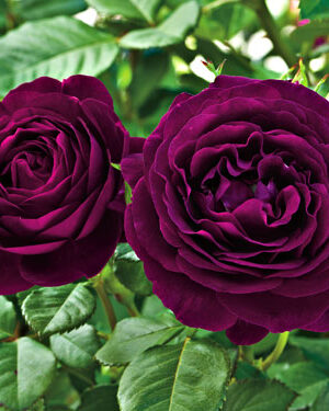 Штамбова троянда Grandiflorа