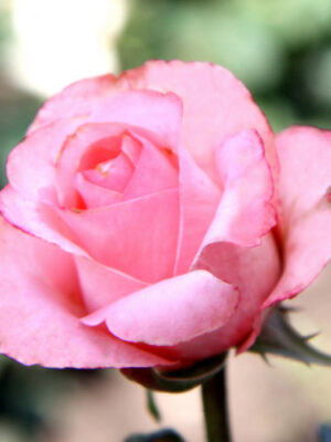 Штамбова троянда Ленні