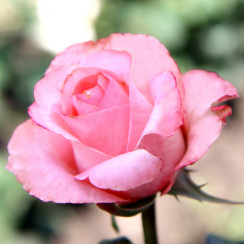 Штамбова троянда Ленні