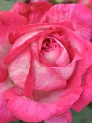 Штамбова троянда Роуз Гуаяр