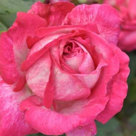 Штамбова троянда Роуз Гуаяр