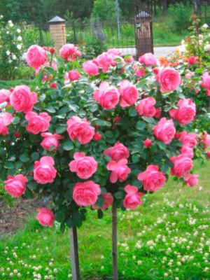 Штамбова троянда Яскравий вишневий колір