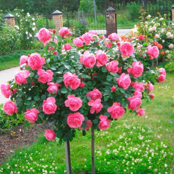 Штамбова троянда Яскравий вишневий колір