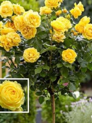 Штамбова троянда жовта "Marselisbord-Марселісборг"