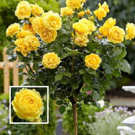 Штамбова троянда жовта "Marselisbord-Марселісборг"