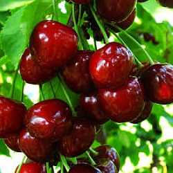 сільвія Черешня Сільвія