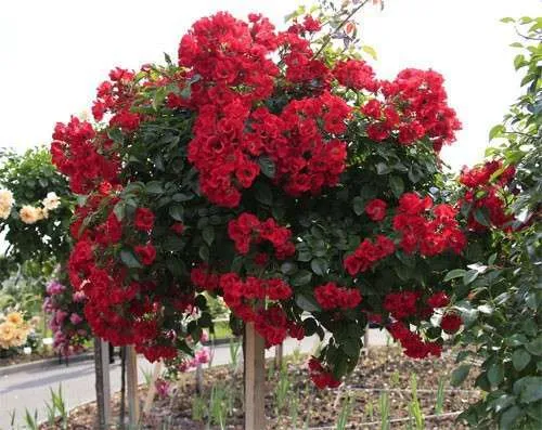 Троянда на штамбі Скарлет