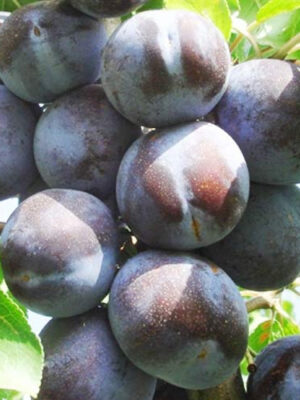 Cлива Топ-гігант