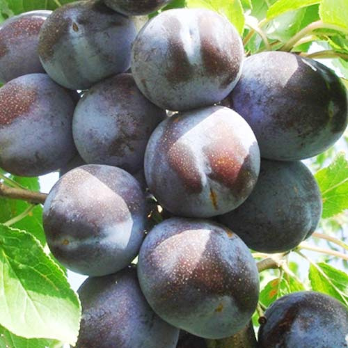 Cлива Топ-гігант