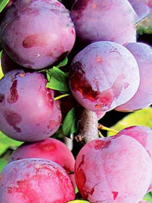 Cлива Рубін колоновидна Саджанці дворічні