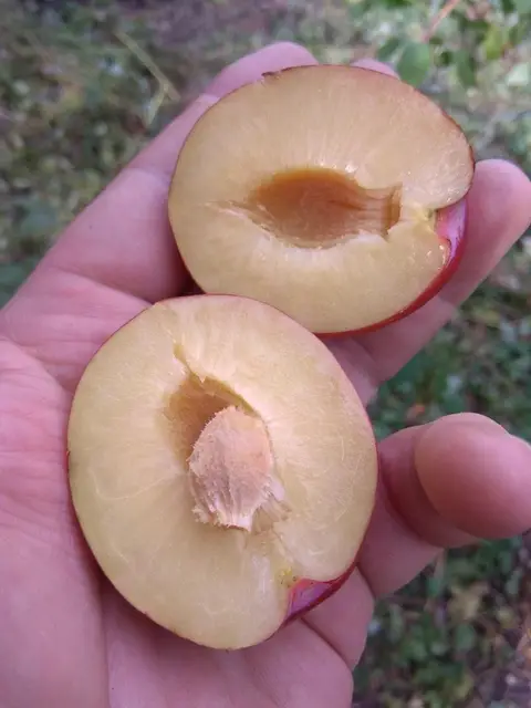 Слива диплоїдна ” Октобер сан” Слива диплоїдна " Октобер сан", пізній сорт