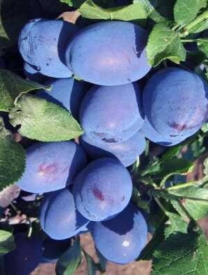 Слива Найболія Слива Найболія