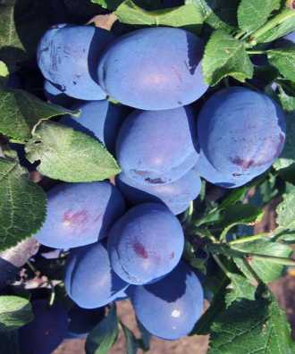 Слива Найболія