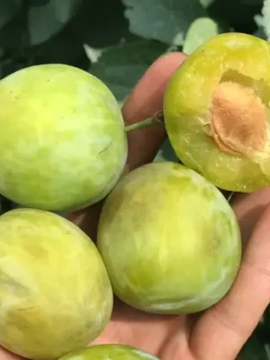 Слива “Ренклот Білий” Слива "Ренклот Білий" (ранній сорт) саджанці дворічні