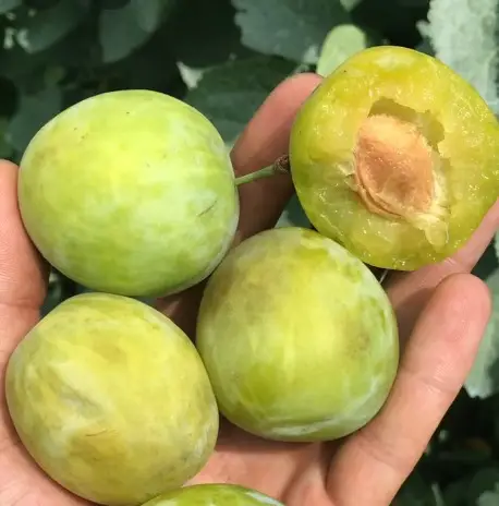 Слива "Ренклот Білий" (ранній сорт) саджанці дворічні