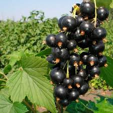 Смородина "Багіра" (від 10 шт по 500 грн.)