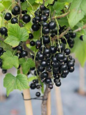 Смородина чорна, на штамбі