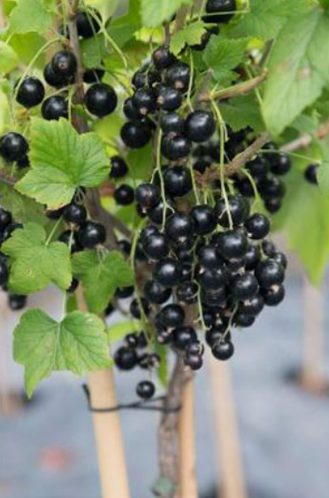 Смородина чорна, на штамбі