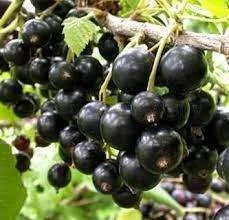 Смородина Краса Львова(від 10 штук 500 грн)