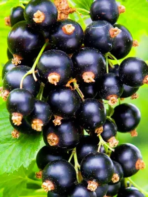 Смородина "Крупноплідна" (від 10 кущів по 500 грн.)