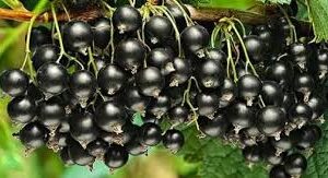 Смородина "Титанія" (від 10 шт по 500 грн.)