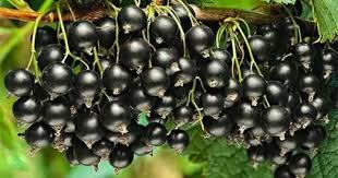 Смородина “Титанія” Смородина "Титанія" (від 10 шт по 500 грн.)