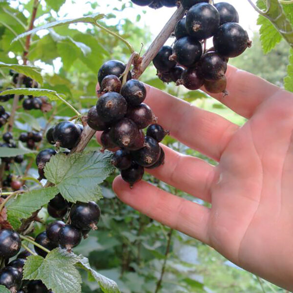 Смородина Ювілейна копальня