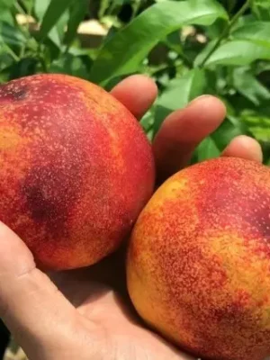 Нектарин  "Сноу Квін", середній термін дозрівання