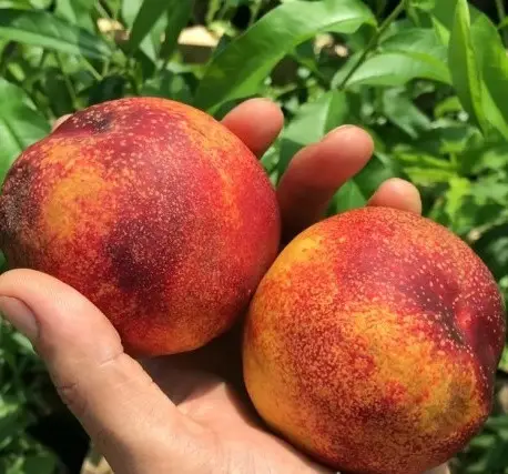 Нектарин  "Сноу Квін", середній термін дозрівання