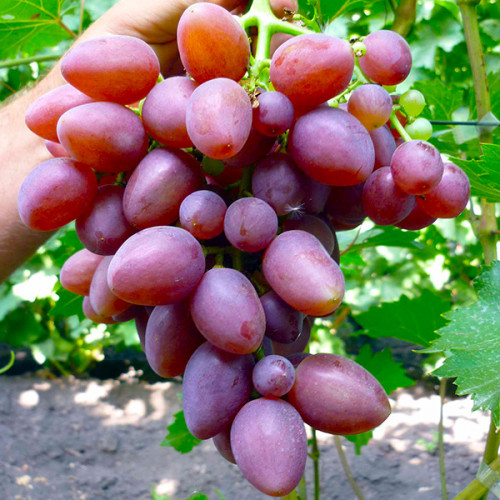 Софія Софія