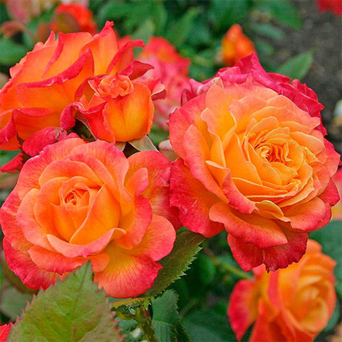 solnyshko_1-500x500-1.jpg Троянда Сонечко (Sun)