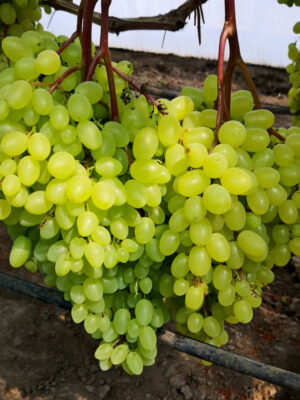 Виноград "Соломія"