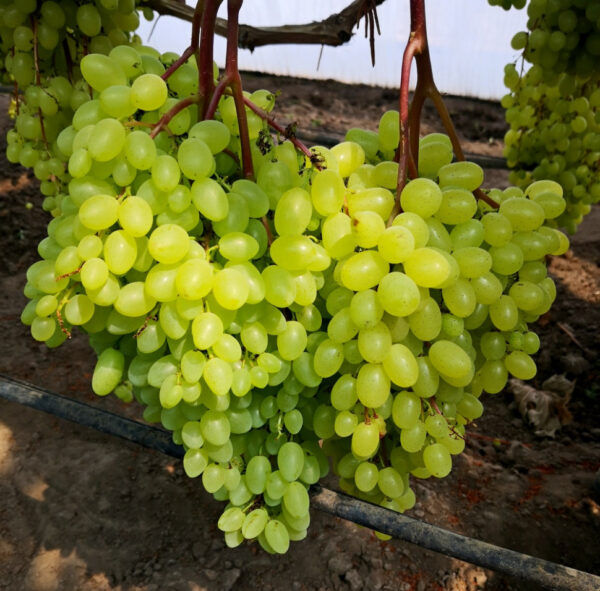 соломія Виноград "Соломія"