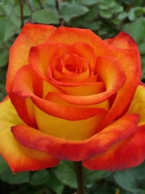 сонечко Троянда Сонечко (Sun)