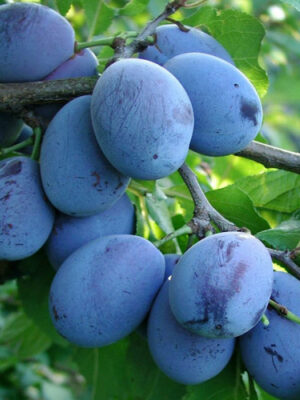 Cлива Стенлей