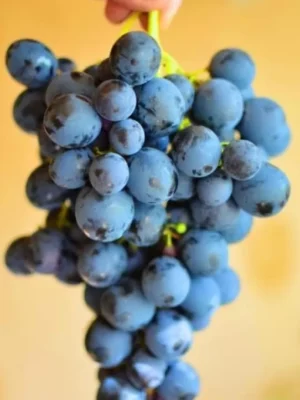 Страшенський