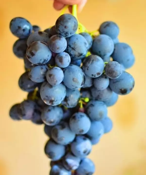 Страшенський Страшенський