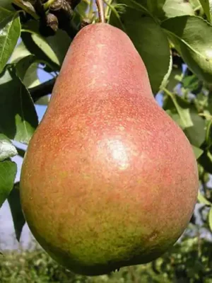 sudarynia_42c4e77b599af30c3e13ebb649c3e9e6.webp Груша "Смарагдова", зимовий сорт