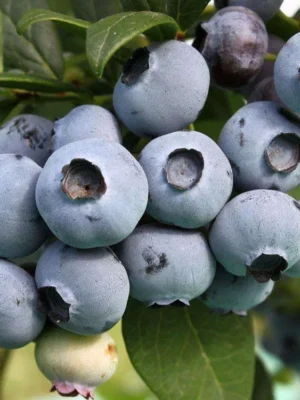 Лохина Торо