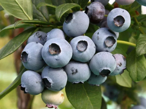 Лохина Торо