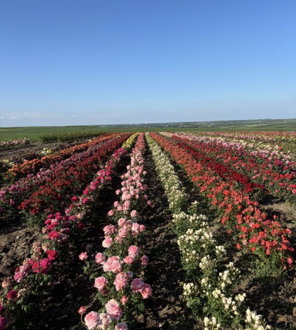 тро Набір троянд з 10 штук кущових різних сортів