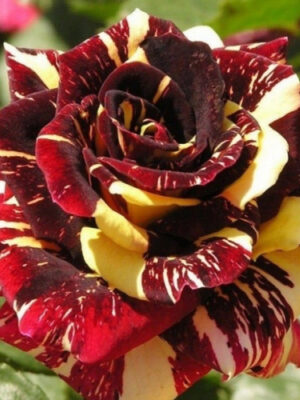 Троянда Абракадабра (чайно-гібридна)