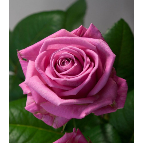 Троянда Аква (Aqua) Троянда Аква (Aqua)